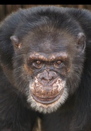 The Land Apes of Liberia (Doco) (2014)