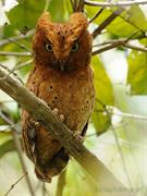 Sokoke Scops Owl