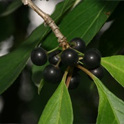 Rhamnus Dahurica