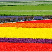 Keukenhof Gardens, Netherlands