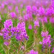 Fireweed