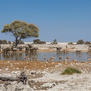 Okaukuejo, Namibia