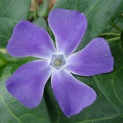 Vinca
