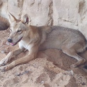 Arabian Wolf
