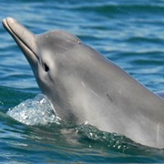 Pacific Humpback Dolphin