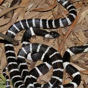 Many-Banded Krait