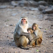Island Wildlife, Puerto Rico