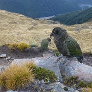 Avalanche Peak Route