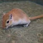 Gerbil