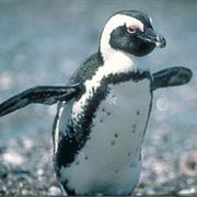 Cape Penguin