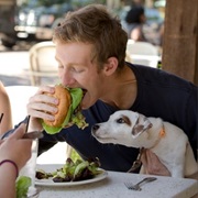 Pets in Stores and Restaurants