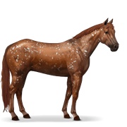 Appaloosa - Chestnut Snowflake