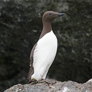 Common Murre