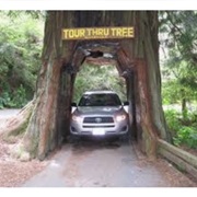 Tour Through Tree Klamath, CA