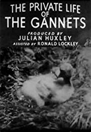 The Private Life of the Gannets