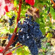 Bordeaux Vineyards &amp; Wineries