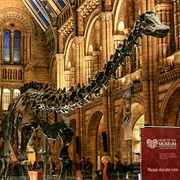 London Museum of Natural History