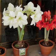 Buy Blooming Bulbs for Indoors