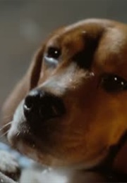 Lou in Cats & Dogs (2001)