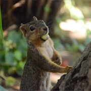 Squirrels Forget Where They Hide About Half of Their Nuts.