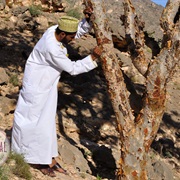 The Frankincense Trail, Oman