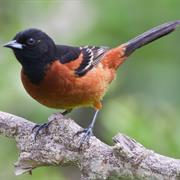 Orchard Oriole