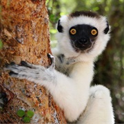Sifaka