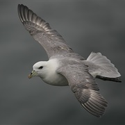 Northern Fulmar