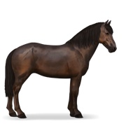 Icelandic Horse - Dark Bay