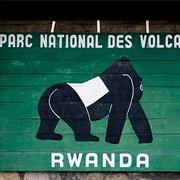 Parc National Des Volcans - Rwanda