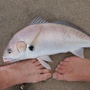 Spotfin Croaker (Aka: Spotties, Spot)
