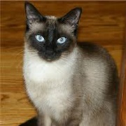 Am (Lady and the Tramp)