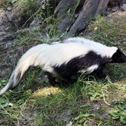 Hooded Skunk