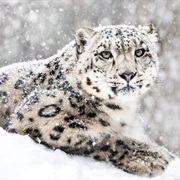 Snow Leopard