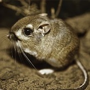 Kangaroo Rat
