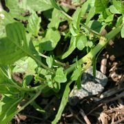Mat Amaranth (Amaranthus Blitoides)