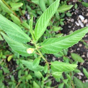 White Jute (Corchorus Capsularis)