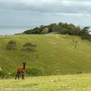 North Island, New Zealand