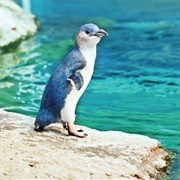 Little Blue Penguins, Akaroa Bay, New Zealand