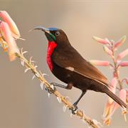 Roodborsthoningzuiger