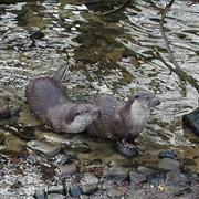 Chestnut Otter Sanctuary