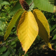 Sweet Birch (Betula Lenta)