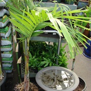 Alexander Palm (Ptychosperma Elegans)