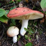 Russula Laeta