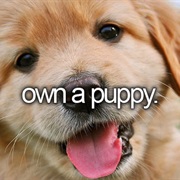 Own a Puppy