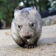 Wombat