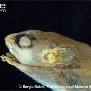 Heavy-Browed Mouse Opossum