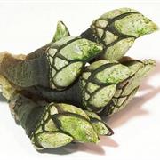 Goose-Necked Barnacle