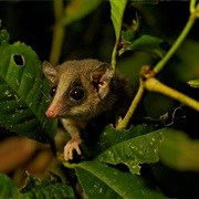 Long-Tailed Pygmy Possum