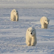 Visit the Canadian Arctic